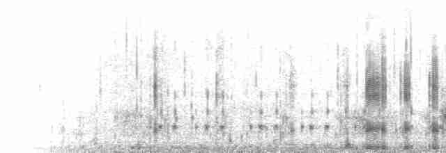  - Barrow's Goldeneye