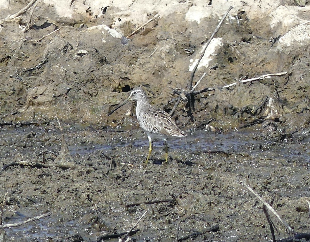 Long-billed Dowitcher - ML548092681