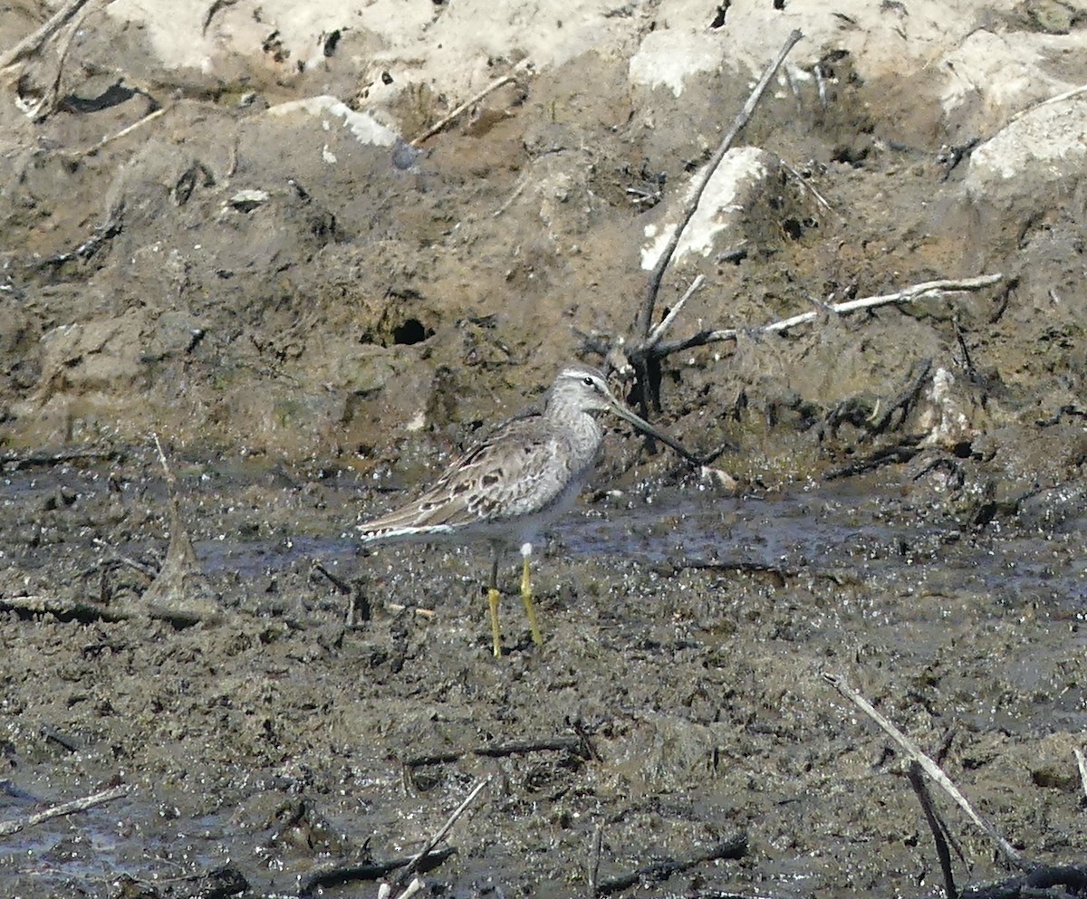 Long-billed Dowitcher - ML548092761