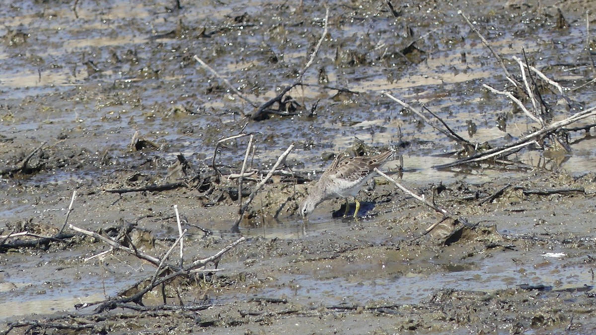Long-billed Dowitcher - ML548092941