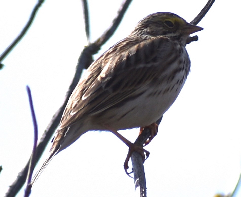 Savannah Sparrow - ML548092991