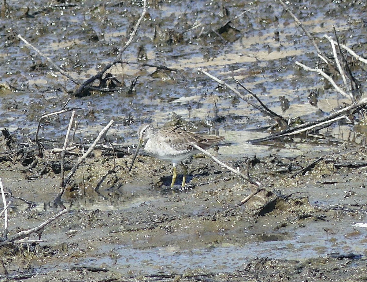 Long-billed Dowitcher - ML548093041