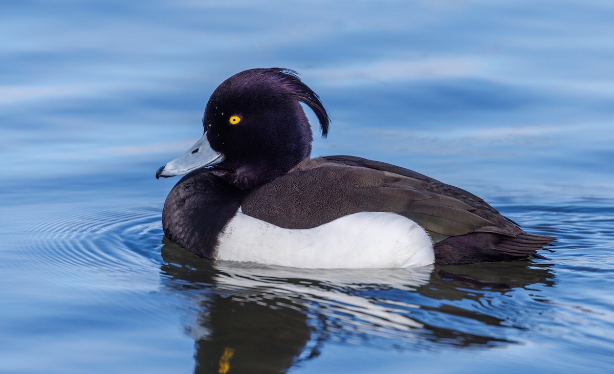 Tufted Duck - ML548094121