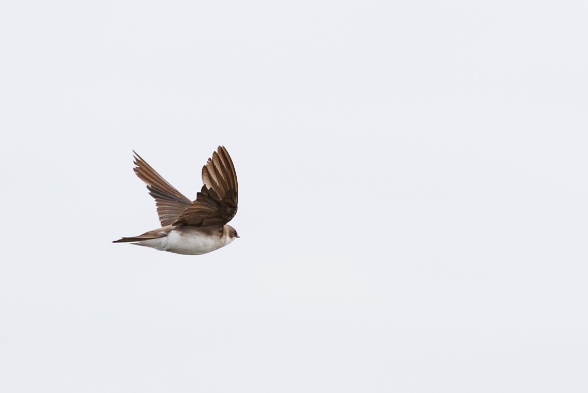 Northern Rough-winged Swallow - ML54809531