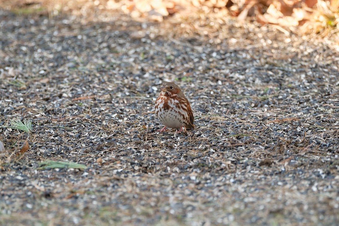 Fox Sparrow (Red) - ML548096781