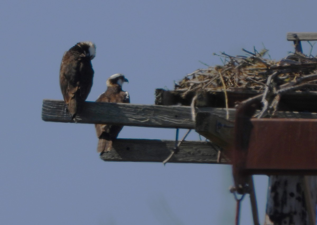 eBird Checklist - 21 Mar 2023 - Cedar Pond, Orleans - 1 species