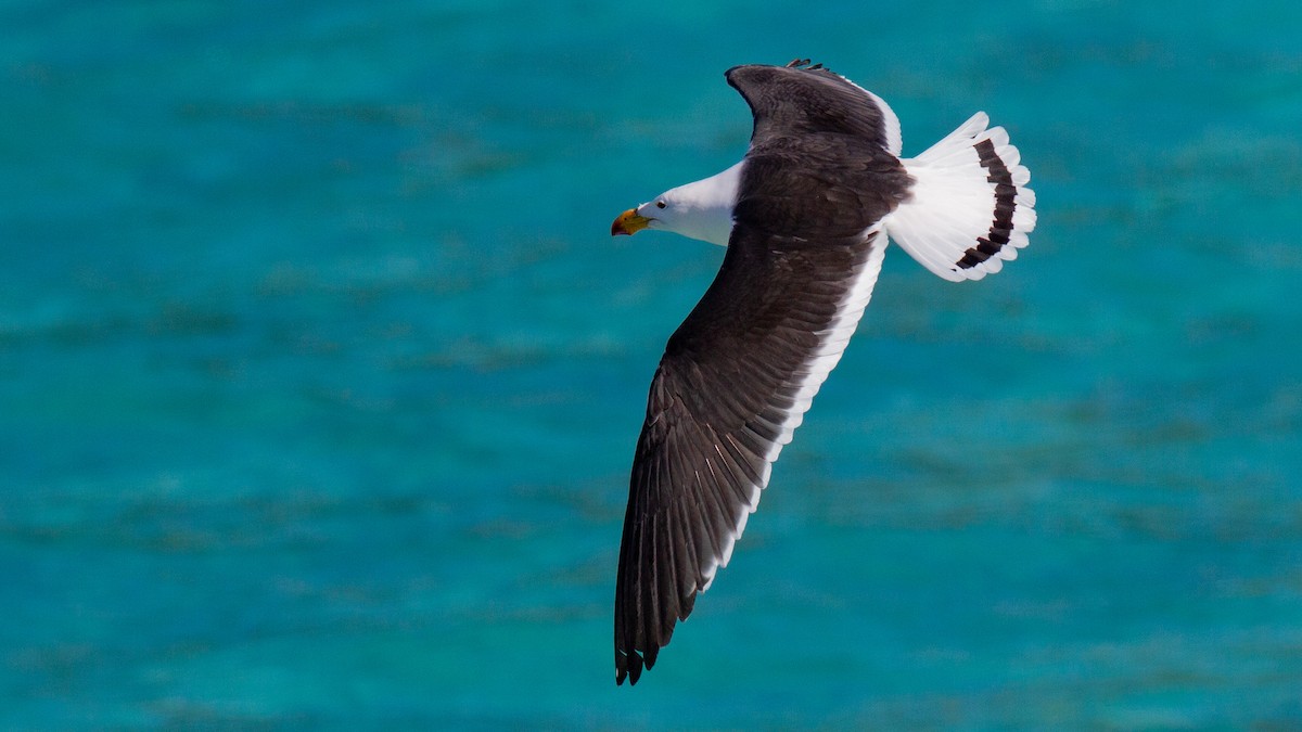 Pacific Gull - Robert Tizard