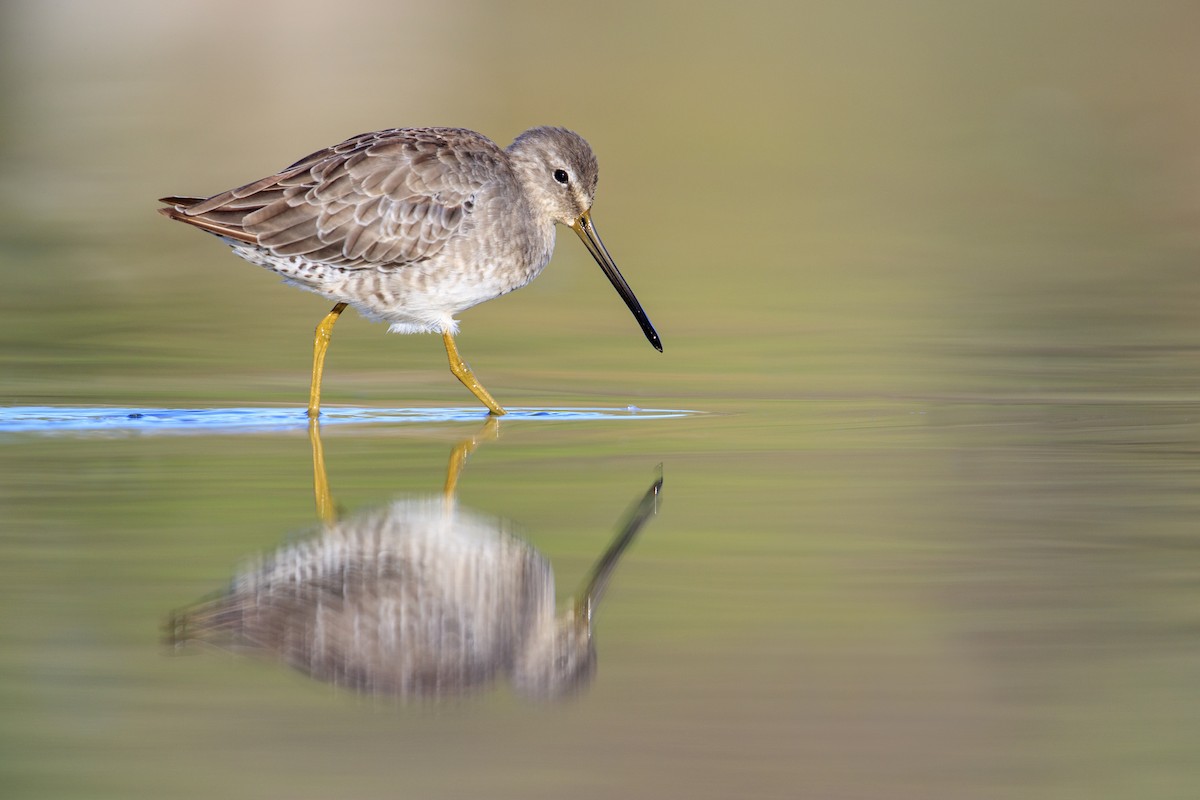 Long-billed Dowitcher - ML548100361
