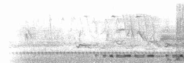  - Common Merganser (North American)