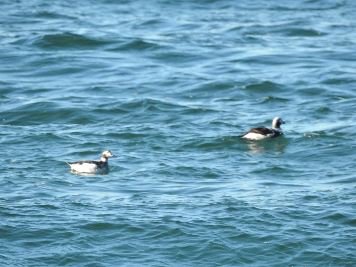 Long-tailed Duck - ML548103931