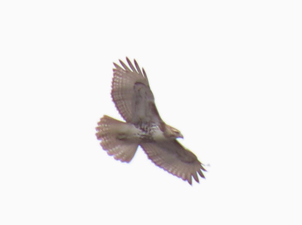 Red-tailed Hawk - ML548104501
