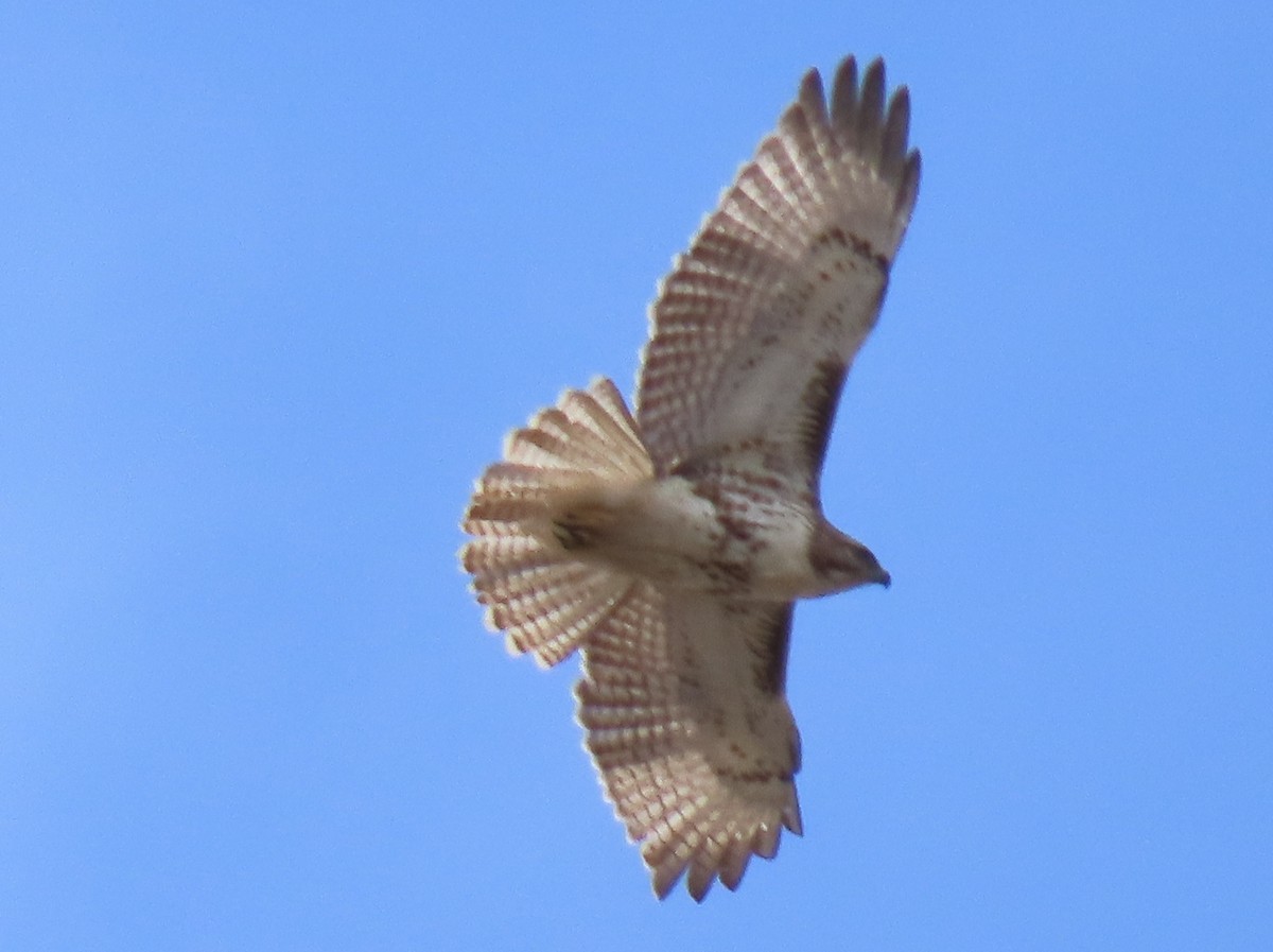 Red-tailed Hawk - ML548104511