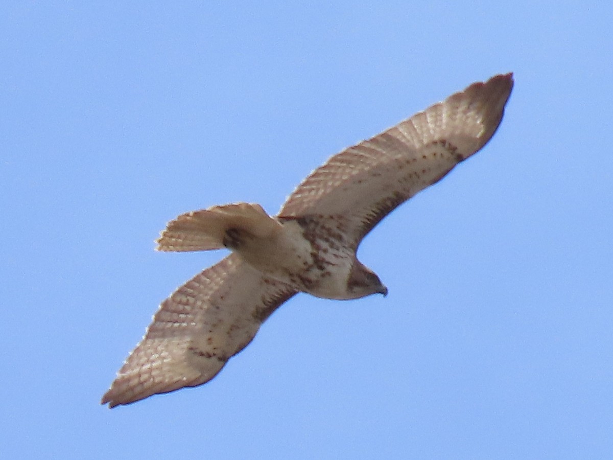 Red-tailed Hawk - ML548104521