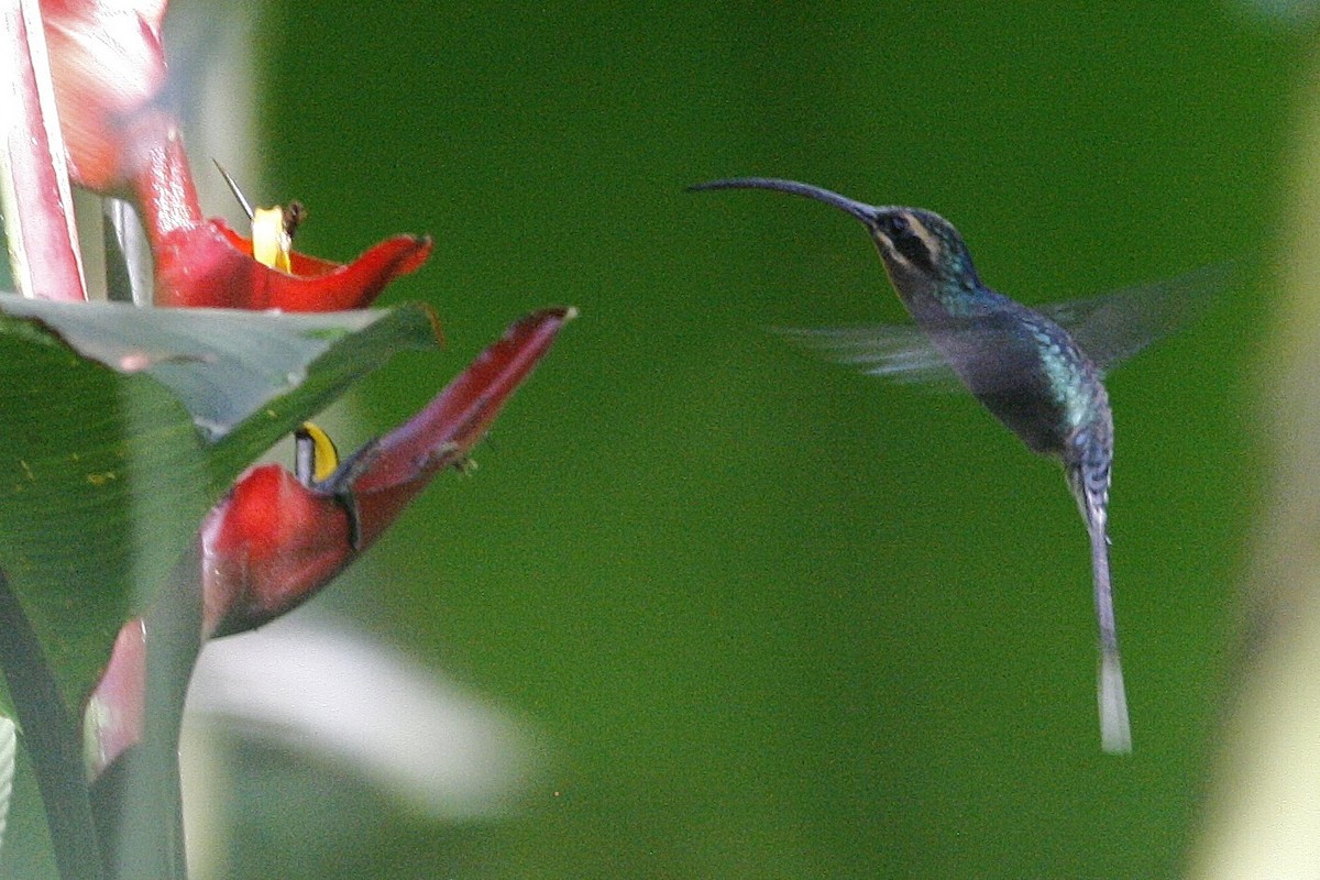 kolibřík šedobřichý - ML54810761