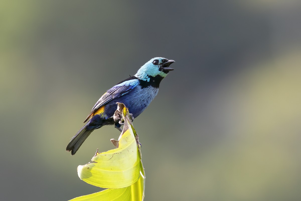 Seven-colored Tanager - ML548108861