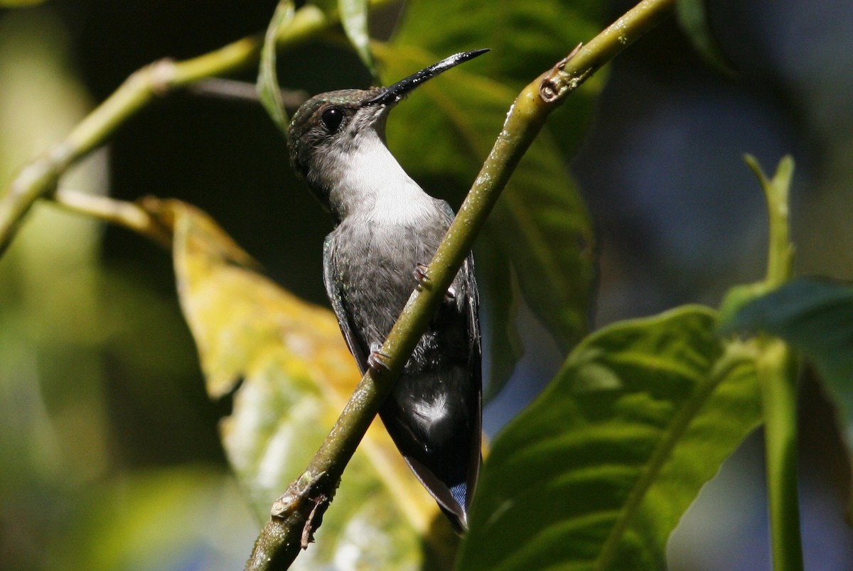 kolibřík vidloocasý (ssp. venusta/townsendi/colombica/rostrifera) - ML54810961