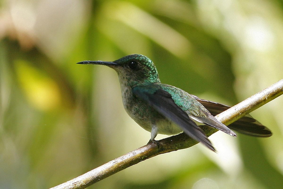 kolibřík zelenopláštíkový - ML54810991