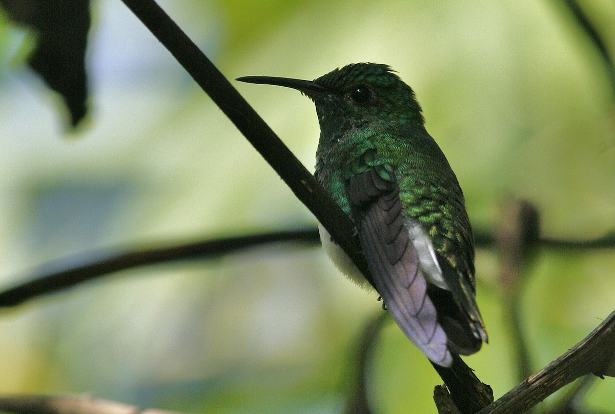 kolibřík zelenopláštíkový - ML54811001