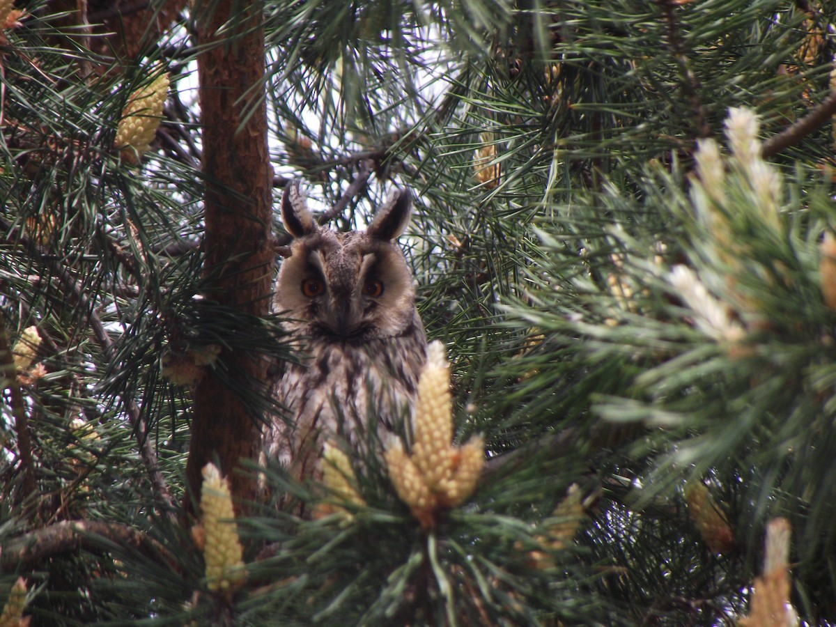 Long-eared Owl - Denis Ćoso