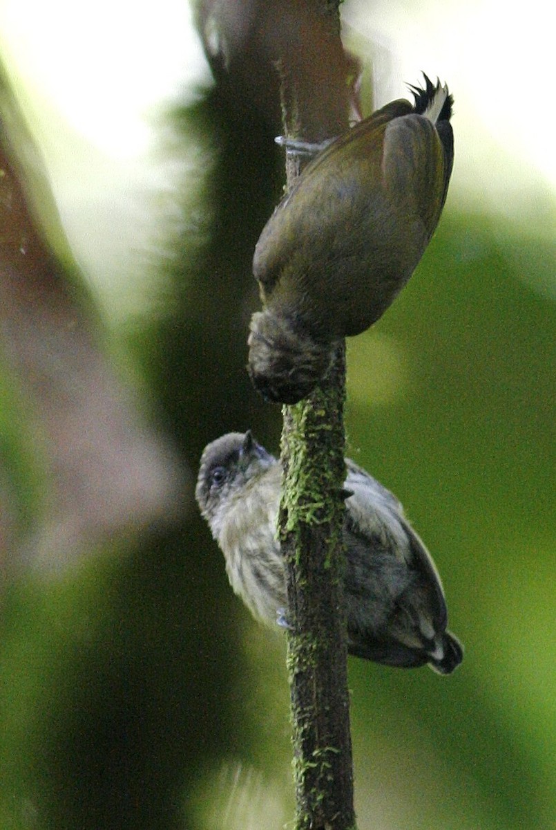 Olivaceous Piculet - ML54811061