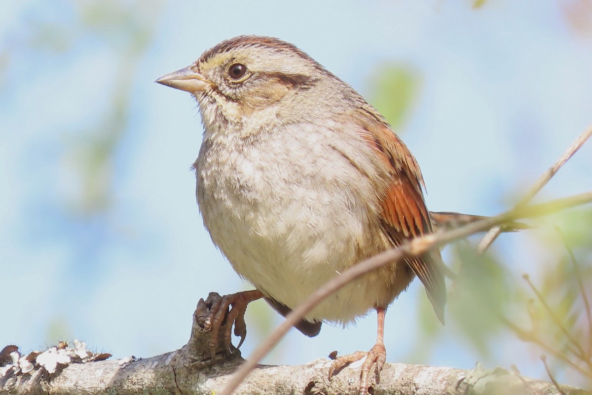 Swamp Sparrow - ML548110671