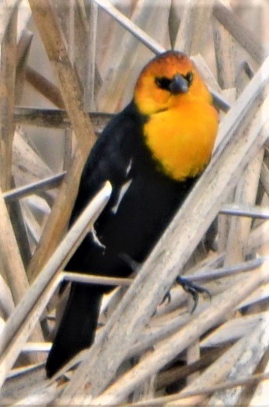Yellow-headed Blackbird - ML548112691