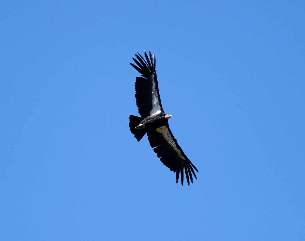 California Condor - ML54811521