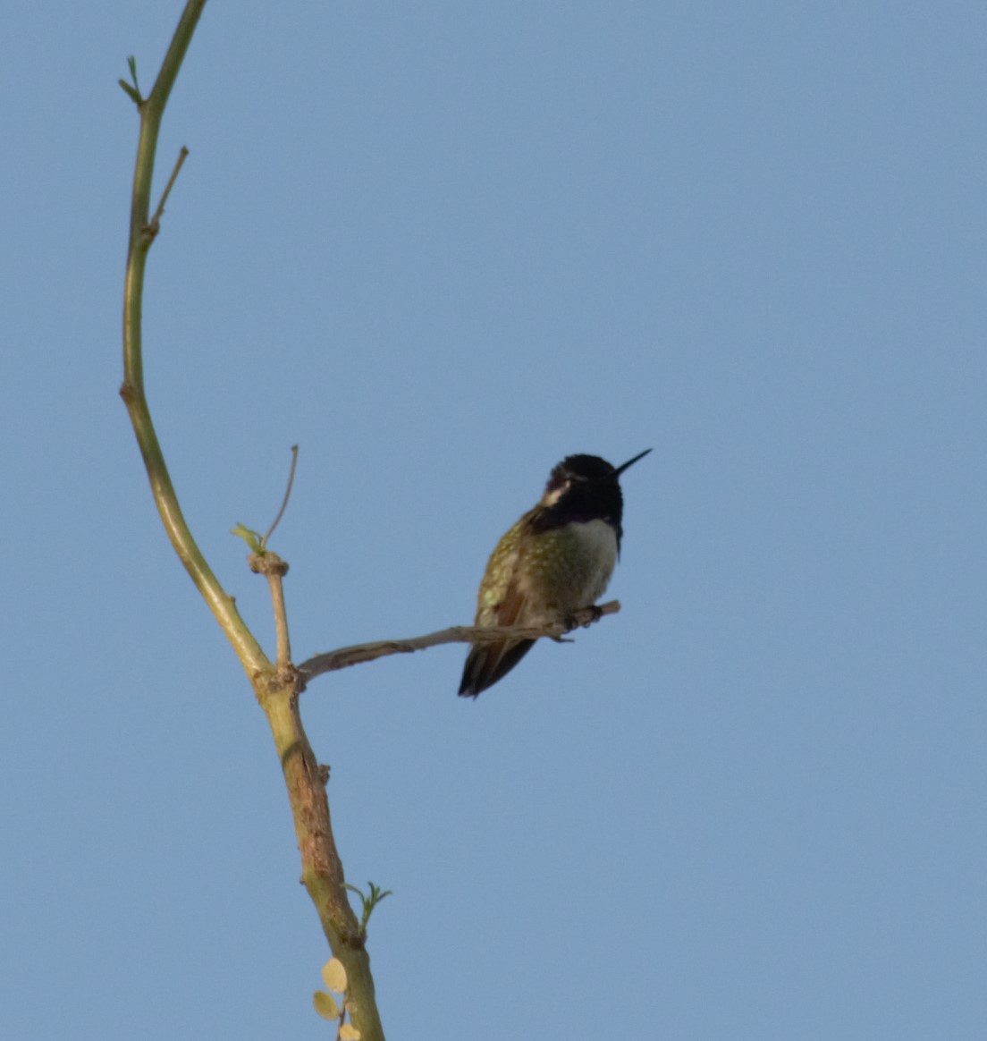 Costa's Hummingbird - ML548115441