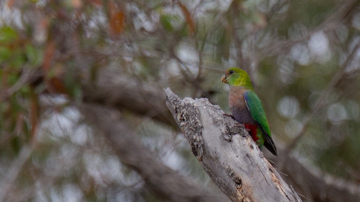 Red-capped Parrot - ML548115971