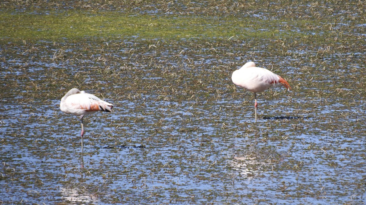 Chilean Flamingo - ML548117351