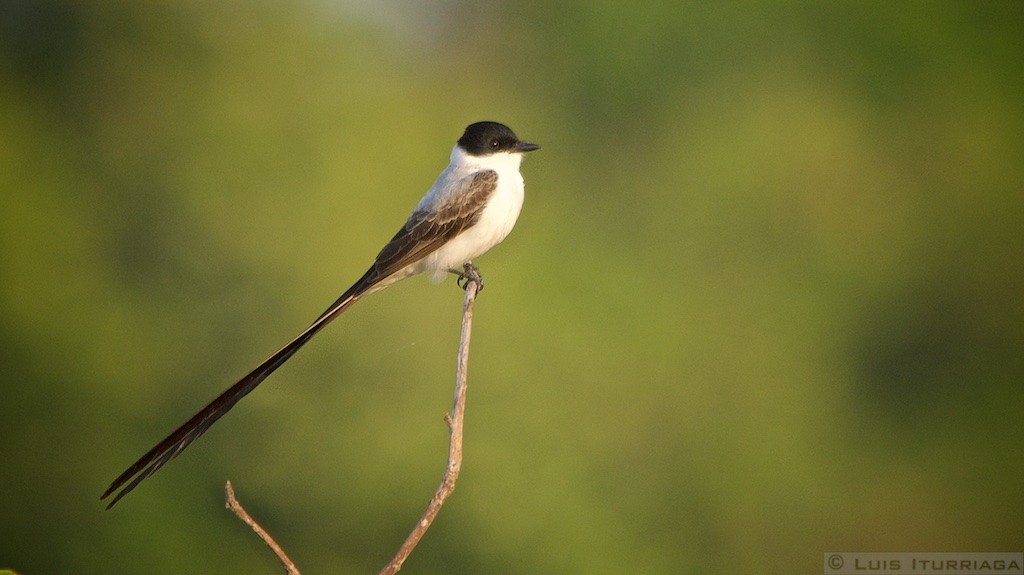 Fork-tailed Flycatcher - Luis Iturriaga Morales