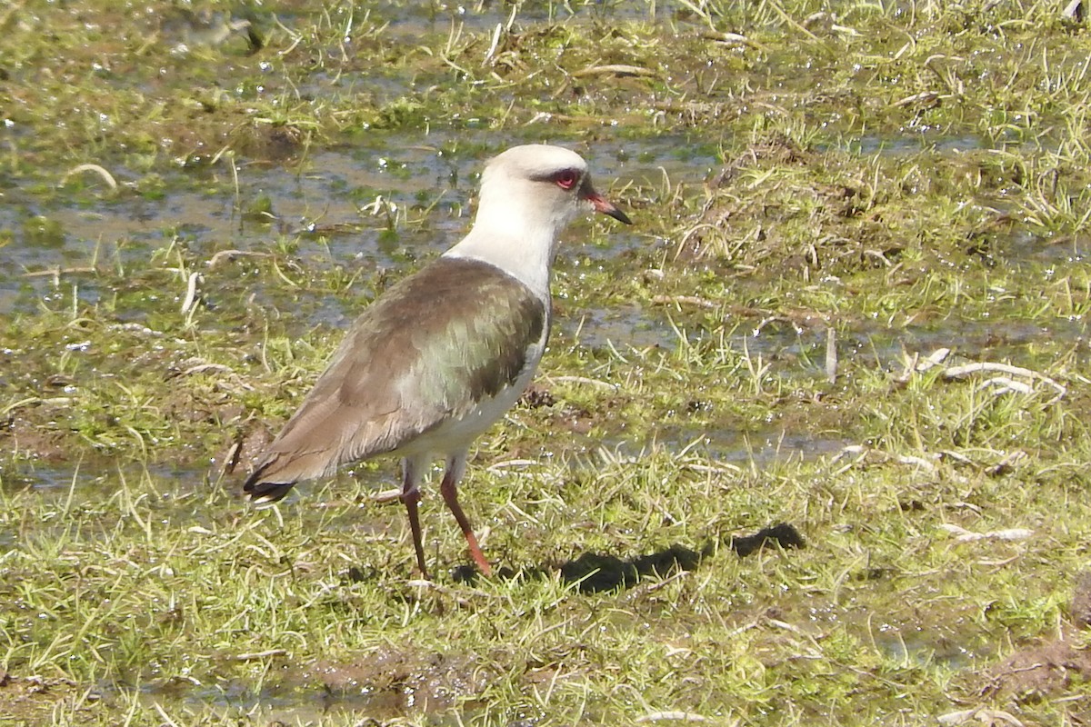 Andean Lapwing - ML548117441