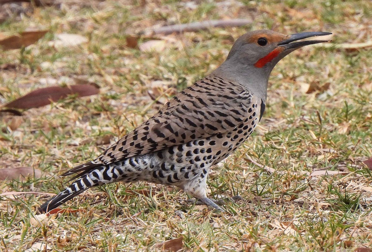 Northern Flicker (Red-shafted) - Charity Hagen