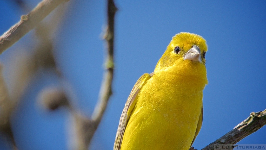 Grassland Yellow-Finch - Luis Iturriaga Morales