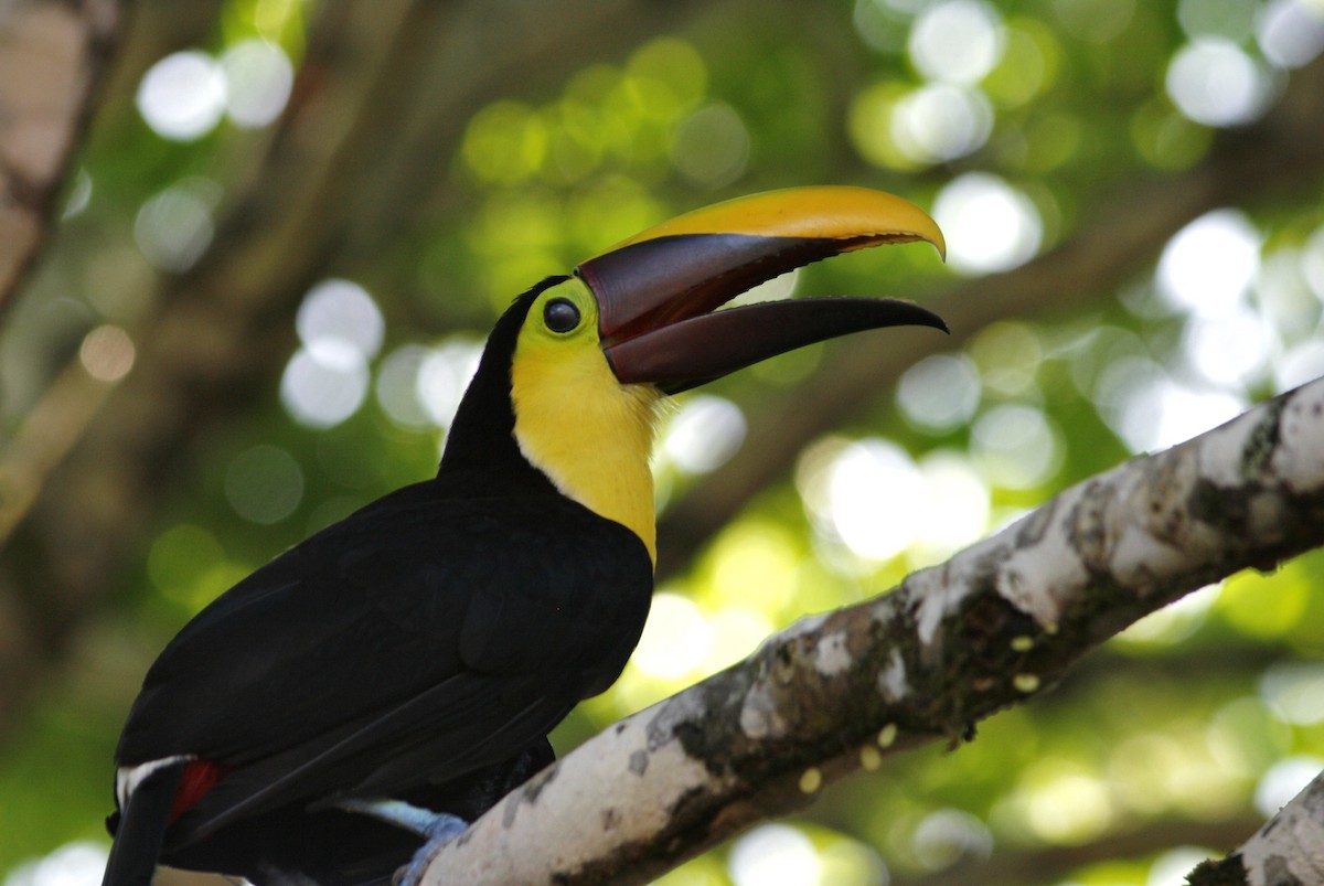 Yellow-throated Toucan (Chestnut-mandibled) - Oscar Johnson