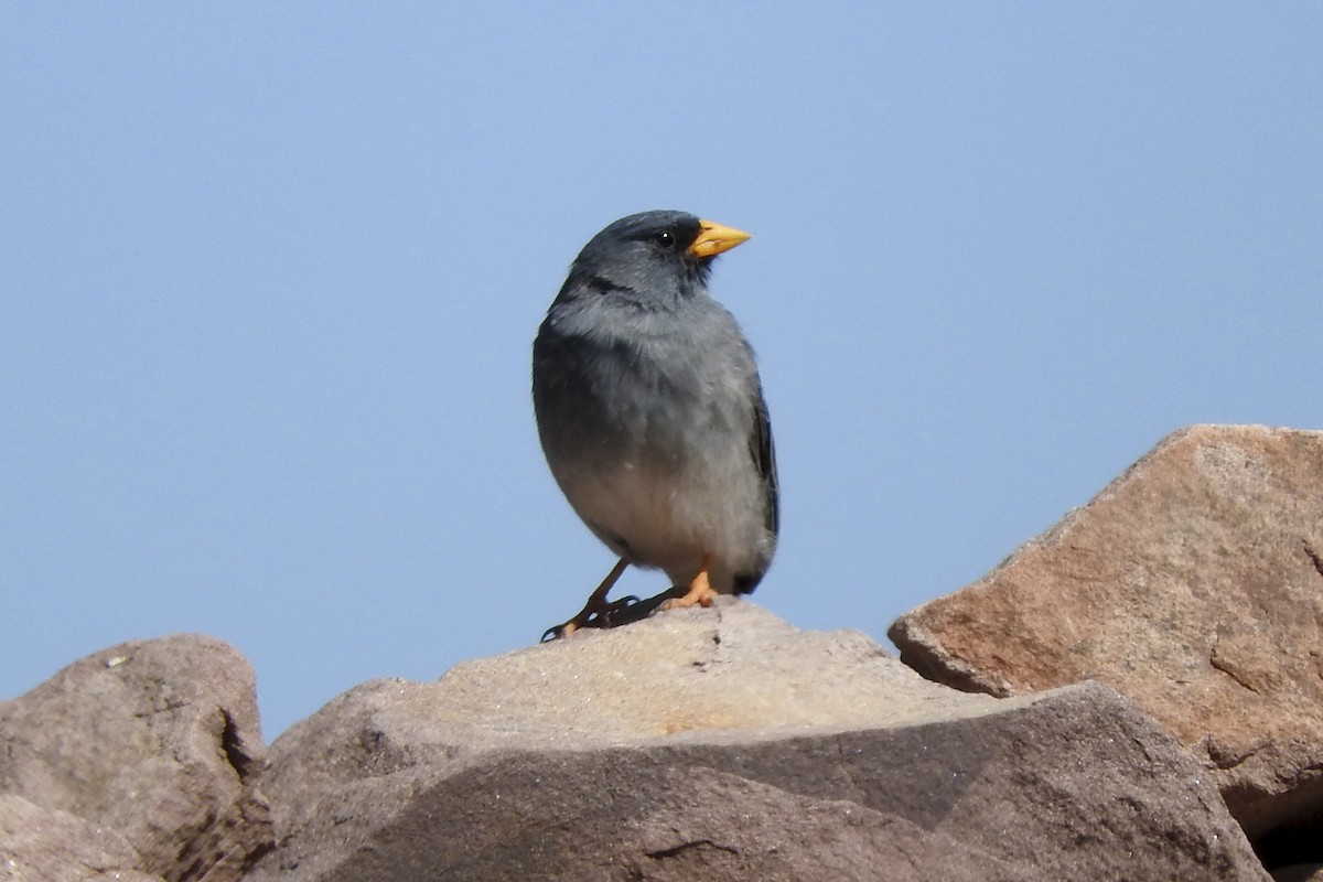 Band-tailed Sierra Finch - Anonymous