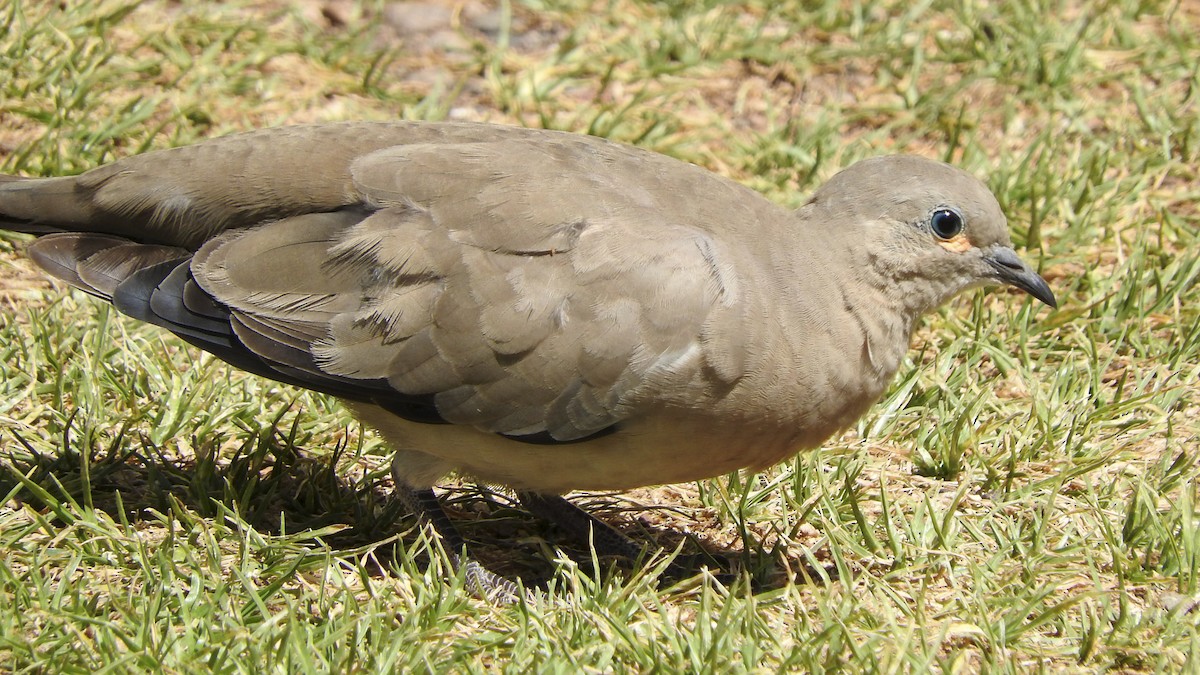 Black-winged Ground Dove - ML548126191