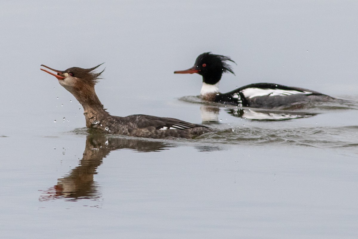 Red-breasted Merganser - ML548126381