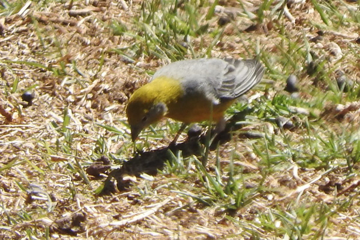 Bright-rumped Yellow-Finch - Anonymous