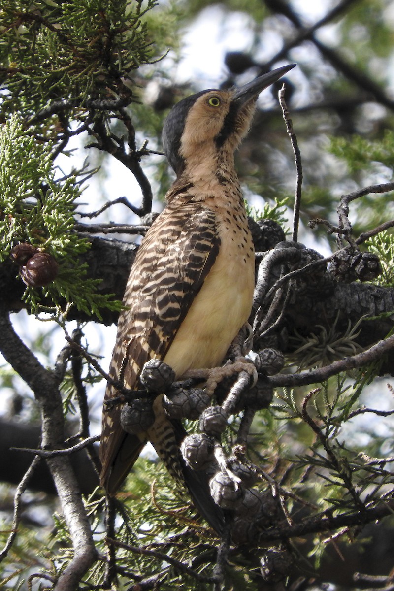 Andean Flicker - Anonymous