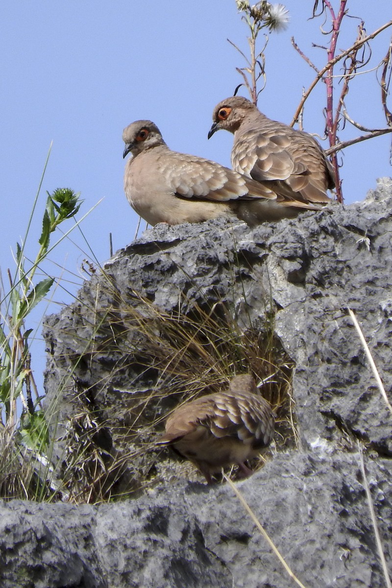 Bare-faced Ground Dove - Anonymous