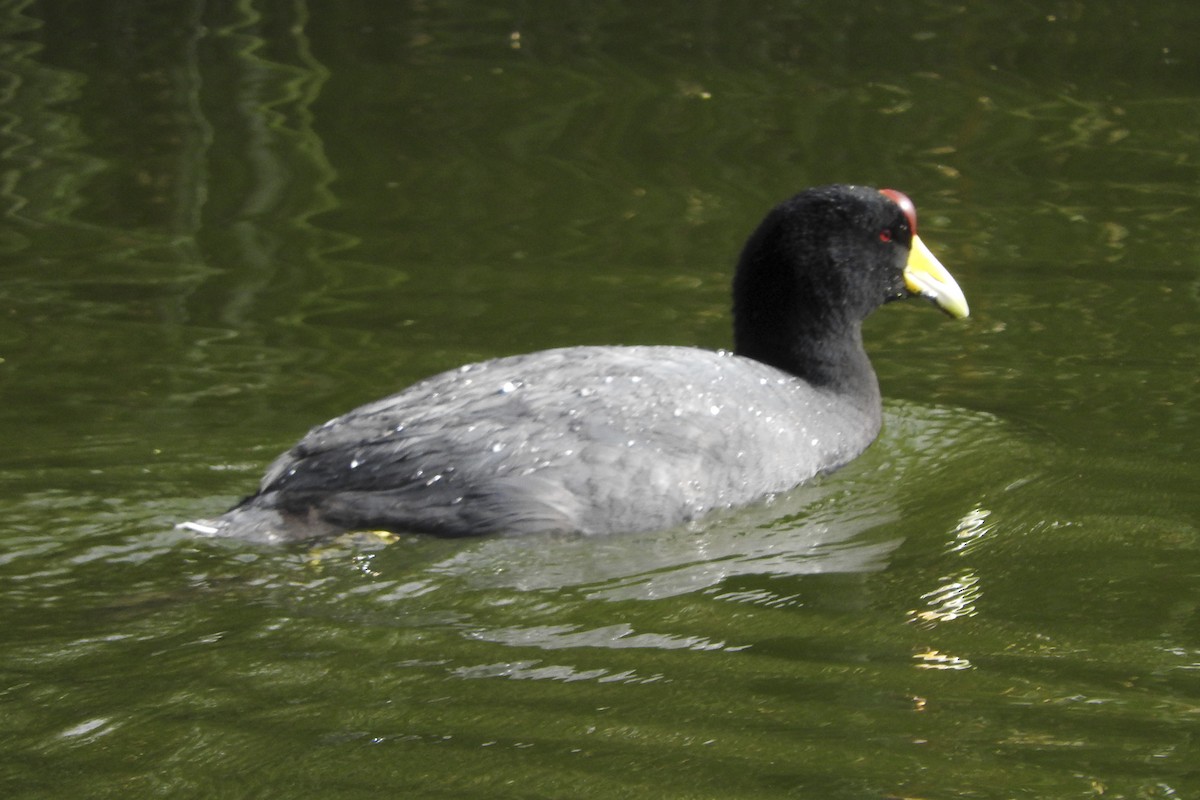 Slate-colored Coot - Anonymous