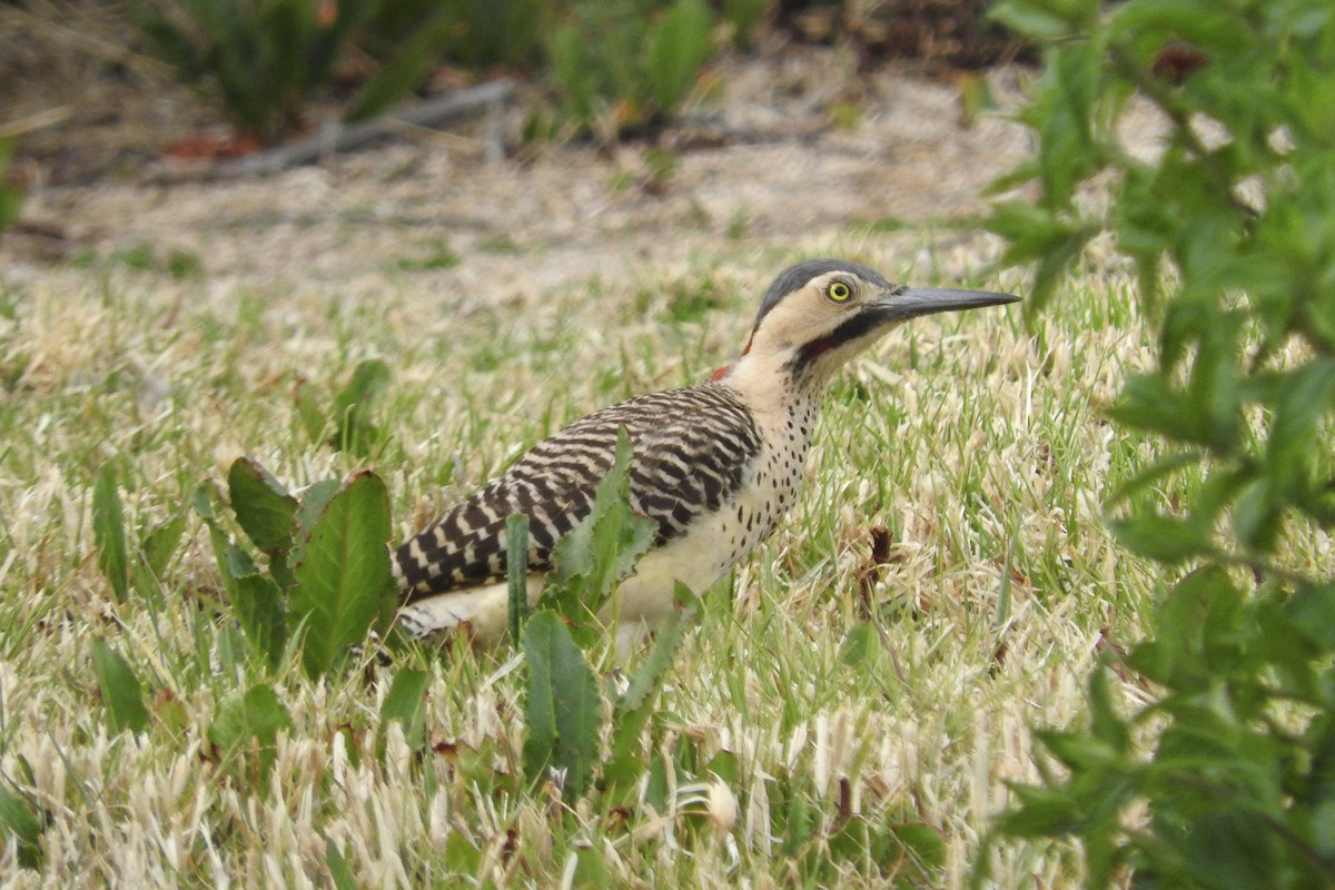 Andean Flicker - Anonymous