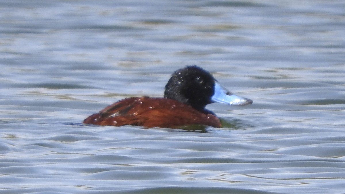 Andean Duck (ferruginea) - ML548129161