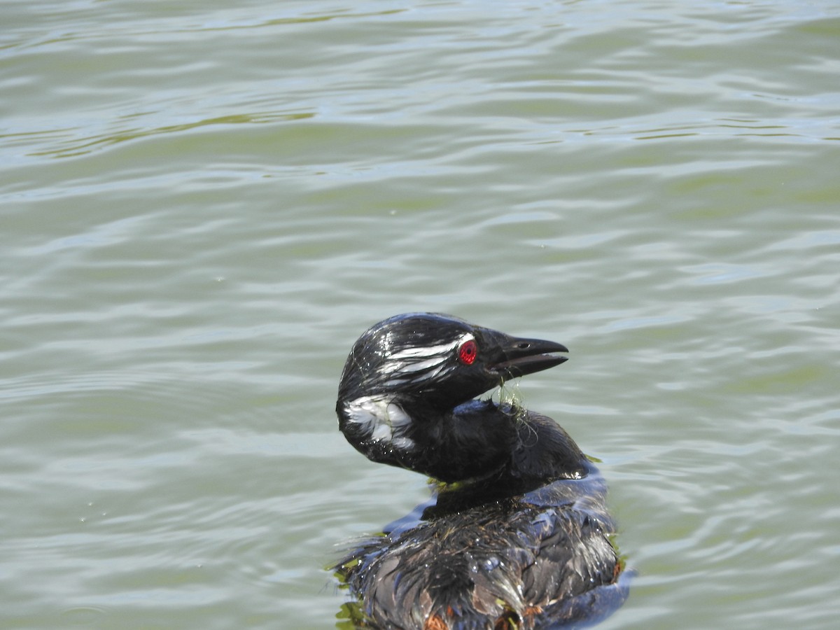 White-tufted Grebe - Anonymous