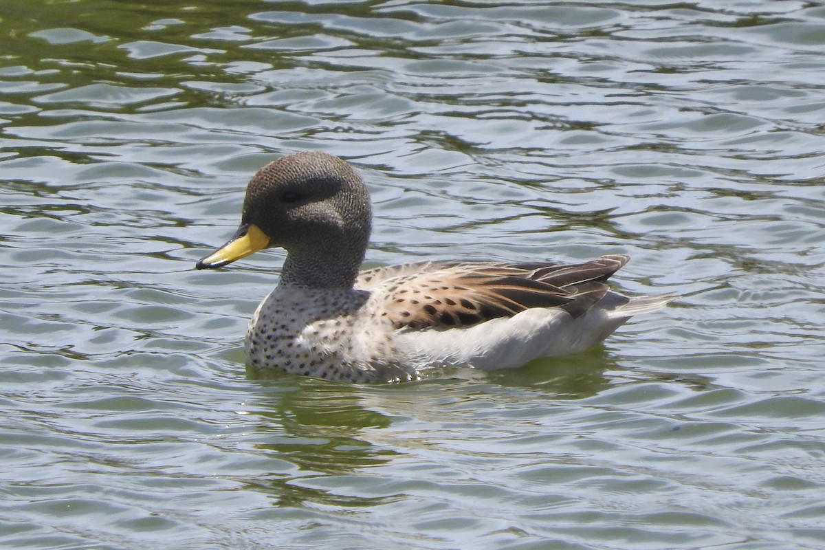 Yellow-billed Teal (oxyptera) - Anonymous