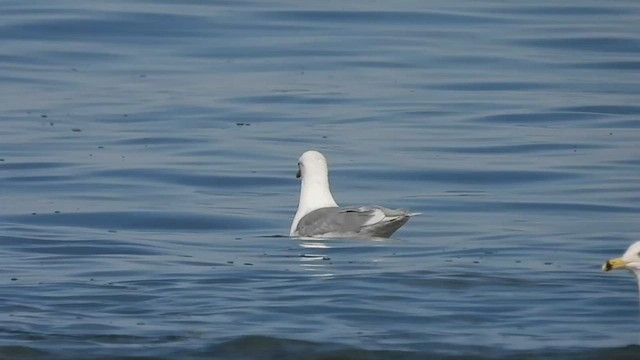Iceland Gull (kumlieni) - ML548131171