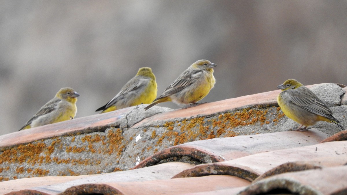 Bright-rumped Yellow-Finch - Anonymous