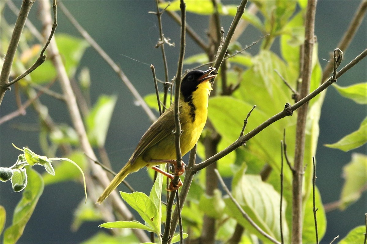 Olive-crowned Yellowthroat - ML54813251