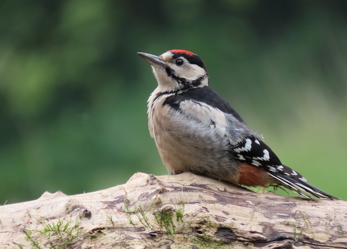 Great Spotted Woodpecker - Dominic Garcia-Hall